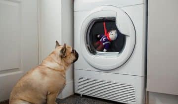 dog staring at washing machine