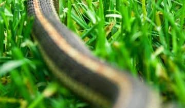 eileens garden snake