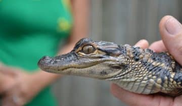 Alligator