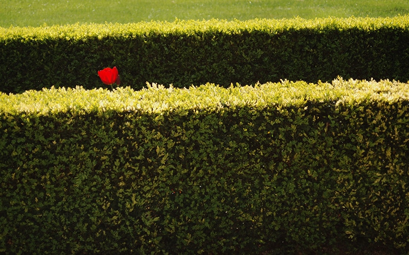 Look Behind the Hedges: Rethinking HR’s Role in a Changing Workforce